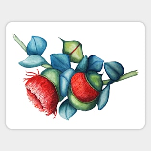 exotic red eucalyptus flower with blue green leaves Magnet